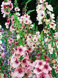 Verbascum Phoeniceum Temptress Flower Seeds, Mullein Mix, Cottage Garden Bouquets, 100 Seeds flower seeds