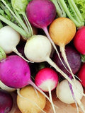Radish Rainbow mixed seeds, Red, Purple, White and Yellow Globe Shape, 50 Seeds seeds bulk