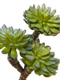 Faux Hens and Chicks Succulent Plant, UV Resistant - 7" faux plants
