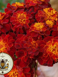 200 Bulk Red Cherry French Marigold Seeds, Tagetes Patula TG422C seeds bulk