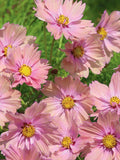 20 COSMOS 'Apricotta' seeds---Flower seeds--Plant seeds--Gardening--Seeds--Gift flower seeds