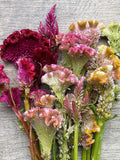 Crested Cockscomb Flower Seeds: Celosia Cristata, Unique Colors flower seeds