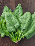100+ Seeds Spinach NON GMO seeds bulk