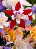Flower Seeds 100+ Columbine Mckana's Giant Blend Flower Seeds - Perennial flower seeds