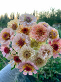 15 seeds lovely Pastel mix  Zinnias Seeds flower seeds