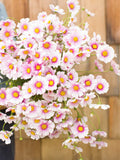 Daydream Cosmos Seed, Cosmos bipinnatus, Cut Flower, Cottage Garden Flower, 25 Seeds flower spore