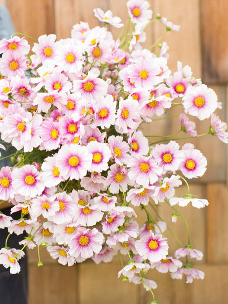 Daydream Cosmos Seed, Cosmos bipinnatus, Cut Flower, Cottage Garden Flower, 25 Seeds ANNIVERSARY