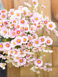 Daydream Cosmos Seed, Cosmos bipinnatus, Cut Flower, Cottage Garden Flower, 25 Seeds seeds bulk