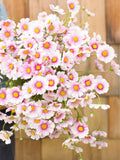 Daydream Cosmos, Pale Pink Cottage Garden Flower, 25  Seeds flower seeds