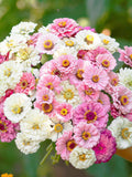25 Blushing Bride Zinnia Flower Mix Seeds /White Polar Bear Zinnia / Luminosa / Cut Flower Garden / English Garden / (GEM34) F flower seeds