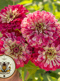 Mazurkia Scarlet Cream Zinnia Seeds,  Zinnia Elegans ZE2425 flower seeds
