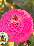 Benarys Giant Carmine Rose Zinnia Seeds, Largest Giant Zinnias, Zinnia Elegans ZE1725 flower seeds