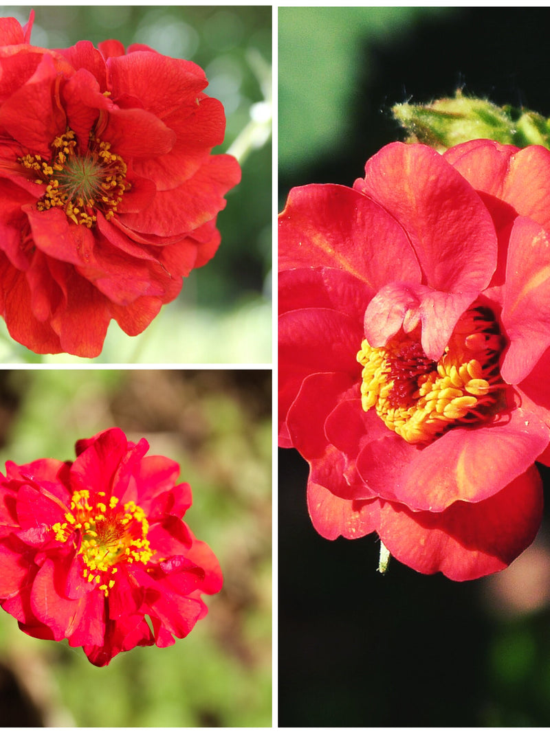 GEUM Perennial Flower Seeds - Red Mrs Bradshaw / SCARLET EVANS / Excellent in Cut Flower Garden l Perennial Beds and Rock Garden - 50+ Seeds flower seeds