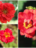 GEUM Perennial Flower Seeds - Red Mrs Bradshaw / SCARLET EVANS / Excellent in Cut Flower Garden l Perennial Beds and Rock Garden - 50+ Seeds flower seeds