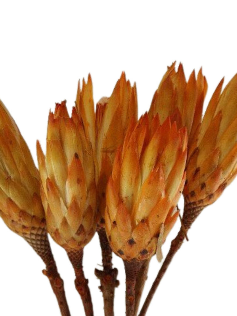 6 Preserved Protea Flowers, Orange Protea, Fall Wedding, Vase Arrangement, Dried Flowers, Wedding, Mothers Day Bouquet, Fall Flowers flower spore