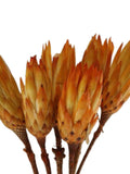 6 Preserved Protea Flowers, Orange Protea, Fall Wedding, Vase Arrangement, Dried Flowers, Wedding, Mothers Day Bouquet, Fall Flowers flower spore