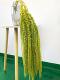 Dried wisteria flowers, Amaranthus Flower, Natural Bleached Amaranthus Hanging Vine Flowers, dried hanging flowers Wedding Home Decor wedding flower