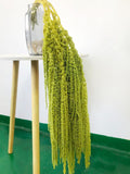 Dried wisteria flowers, Amaranthus Flower, Natural Bleached Amaranthus Hanging Vine Flowers, dried hanging flowers Wedding Home Decor faux plants