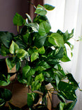 Real Touch Hanging Pothos Bush: 20-inch Artificial  Greenery bush faux plants