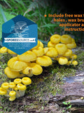 Golden oyster mushroom mycelium plug spawn flower spore