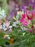 50+ Spider Flower Mix Seeds / Cleome Hassleriana / Cleome / Pink Queen / Grandfather Whiskers / (G103) F seeds bulk