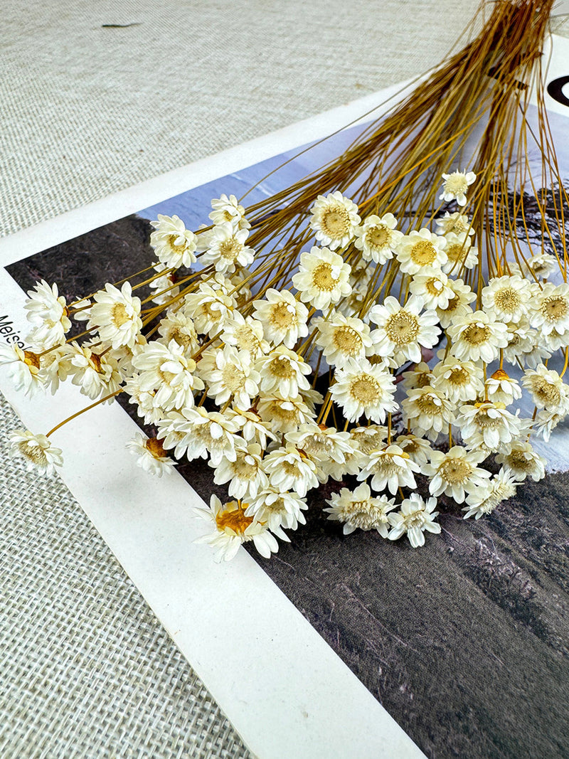 50/100 sticks dried Star Flower blossom_natural ini daisy flower_dry flowers arrangement_DIY flower materials_home/wedding decor_vase filler FLOWER DELIVERY
