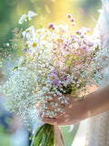 50 seeds Baby's-breath Gypsophila - perennial seeds bulk