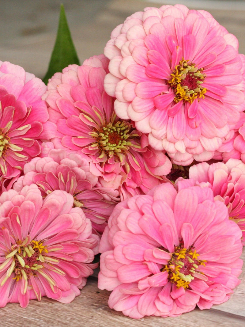 25 seeds Zinnia ÔBenaryÕs Giant Bright PinkÕ / Zinnia Elegans / Cottage Flower / English Garden / Cut Flower flower seeds