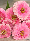 25 seeds Zinnia ÔBenaryÕs Giant Bright PinkÕ / Zinnia Elegans / Cottage Flower / English Garden / Cut Flower flower seeds