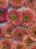 25 seeds Zinnia ÔBenaryÕs Giant Salmon RoseÕ / Zinnia elegans / Cottage Flower / English Garden / Cut Flower flower seeds