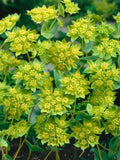 Bupleurum Rotundifolium 'Griffithii' Flower Seeds, Bouquet filler, 50 Seeds flower seeds