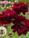 Double Click Cranberries Cosmos Seeds, Cosmos Bippinatus CO1425 flower seeds