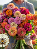 Bulk Giant Dahlia Flowered Zinnia Seeds, Zinnia Elegans ZE151C seeds bulk