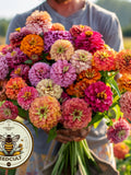 Bulk Giant Dahlia Flowered Zinnia Seeds, Zinnia Elegans ZE151C flower seeds