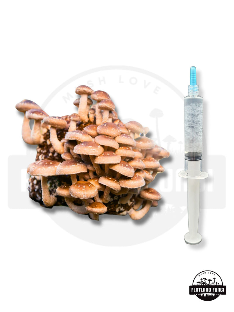 10 ml - Shiitake Mushroom Liquid Culture Syringe | Live Mycelium | Grow Mushrooms at Home flower spore