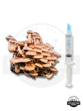 10 ml - Shiitake Mushroom Liquid Culture Syringe | Live Mycelium | Grow Mushrooms at Home flower spore