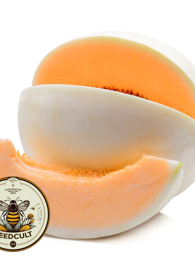 Orange Flesh Honeydew Melon Seeds, Cucumis Melo CU1525 seeds bulk