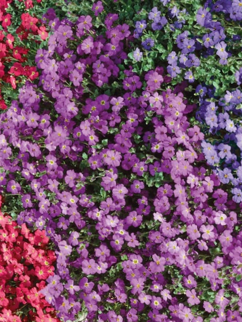 Aubrieta hybrid mix 500 seeds - assorted colors seeds bulk