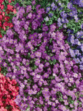 Aubrieta hybrid mix 500 seeds - assorted colors seeds bulk