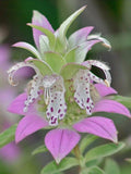 Monarda Punctata Spotted Beebalm, Flower Bouquet, Natural Garden, 50 Seeds flower spore
