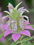 Monarda Punctata Spotted Beebalm, Flower Bouquet, Natural Garden, 50 Seeds flower seeds