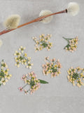 Edible Pressed Alyssum Flowers 20pcs: Cocktail & Cake Garnish, Scrapbook Supply birthday flower
