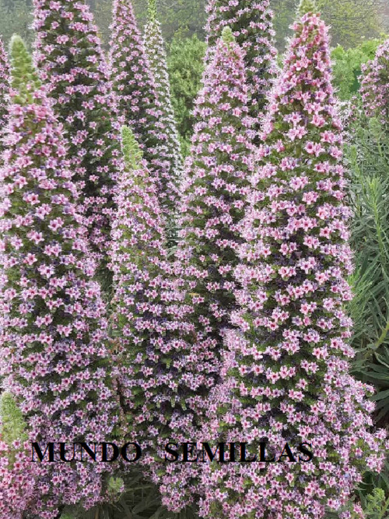 Giant Pink Tajinaste - echium - jewel tower pink flowers 10 seeds very rare flower seeds