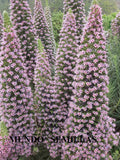Giant Pink Tajinaste - echium - jewel tower pink flowers 10 seeds very rare flower seeds