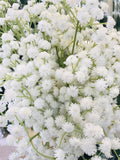 Real Touch White Baby's Breath Stem 24" (Wedding Bouquet, Wedding Arrangement) wedding flower