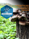 Brown oyster mushroom mycelium plug spawn flower spore