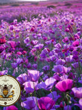 Bulk Purple Gleam California Poppy Seeds, Eschscholzia Californica, Purple Poppies EZ035C seeds bulk
