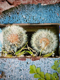 Real Dandelion Flower Pill Case: 7-Day Travel Pill Box FLOWER DELIVERY