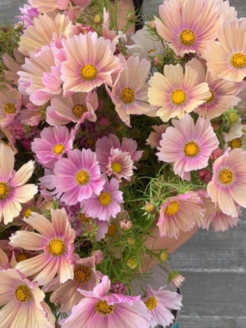 25  seeds Apricot-rose  Apricotta Cosmos Seed flower seeds