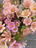 25  seeds Apricot-rose  Apricotta Cosmos Seed flower seeds